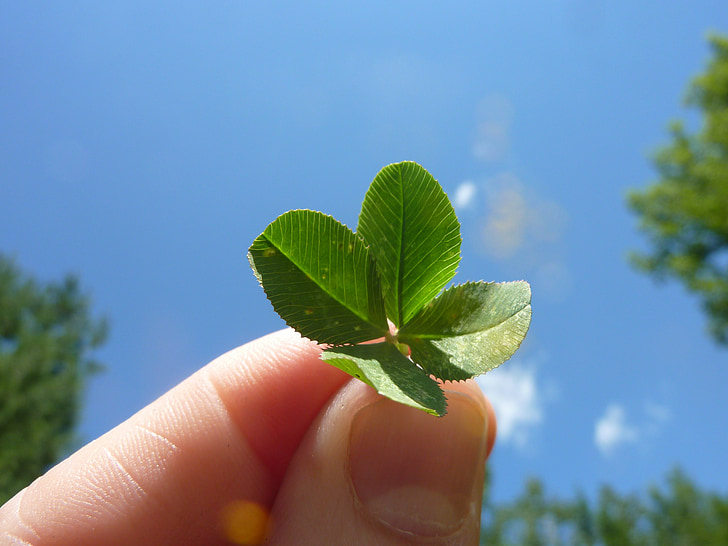 A hand holding a four leave clover against a blue sky.