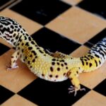 A fat gecko on a checkerboard. It is yellow with lots of black spots.