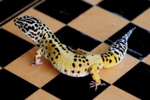 A fat gecko on a checkerboard. It is yellow with lots of black spots.