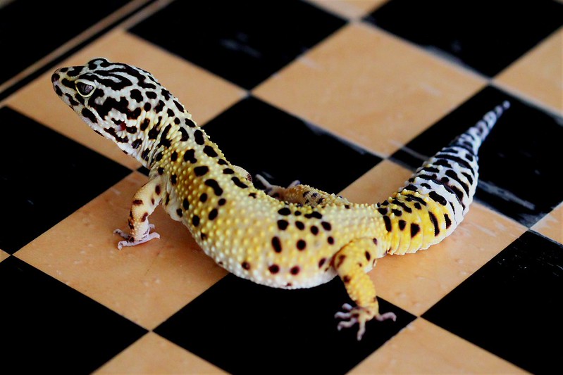 A fat gecko on a checkerboard. It is yellow with lots of black spots.